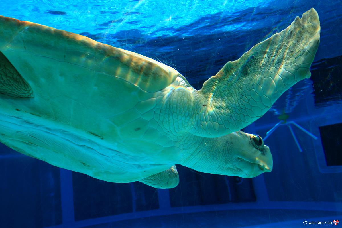 Clearwater Marine Aquarium