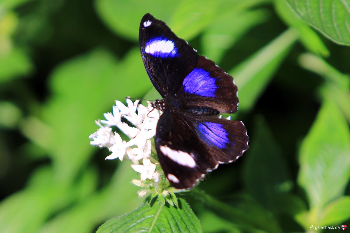 Butterfly Rainforest