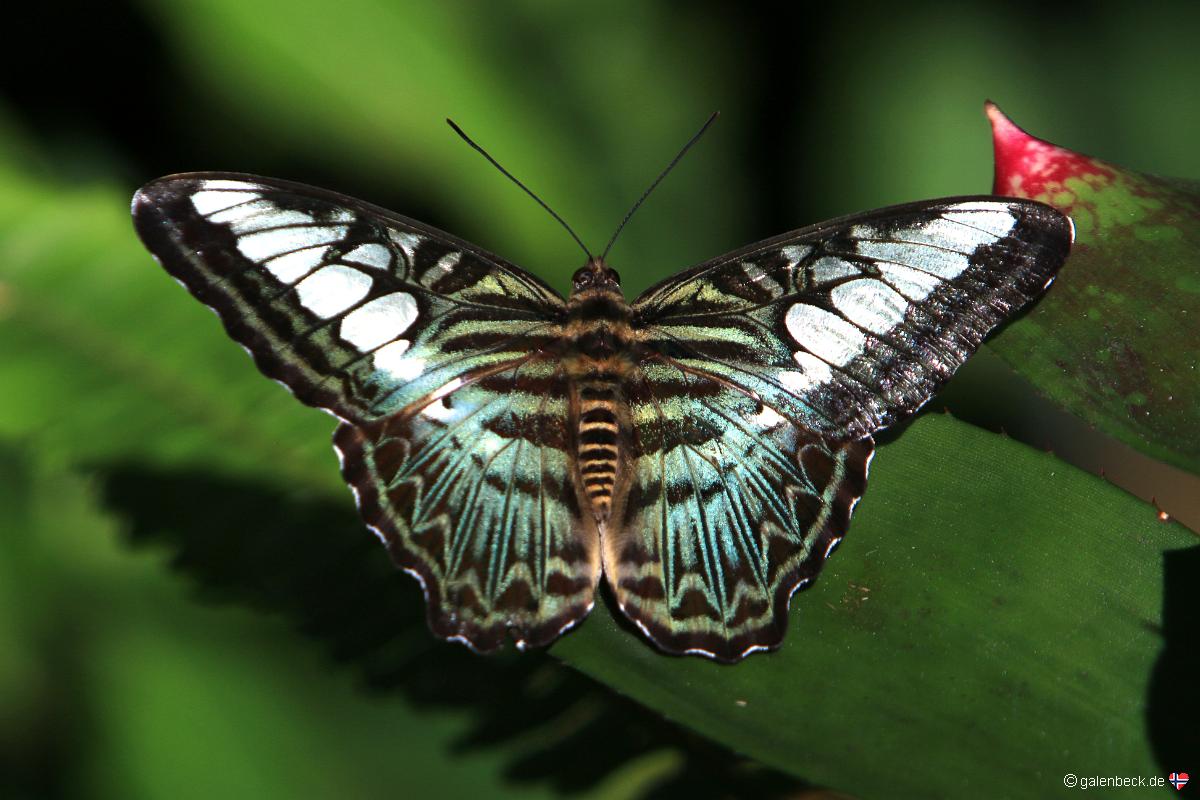 Butterfly Rainforest