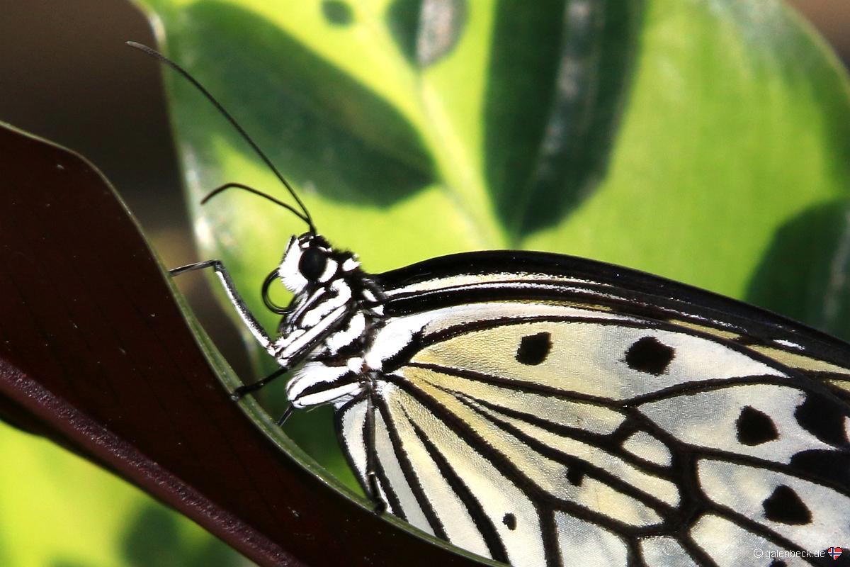 Butterfly Rainforest