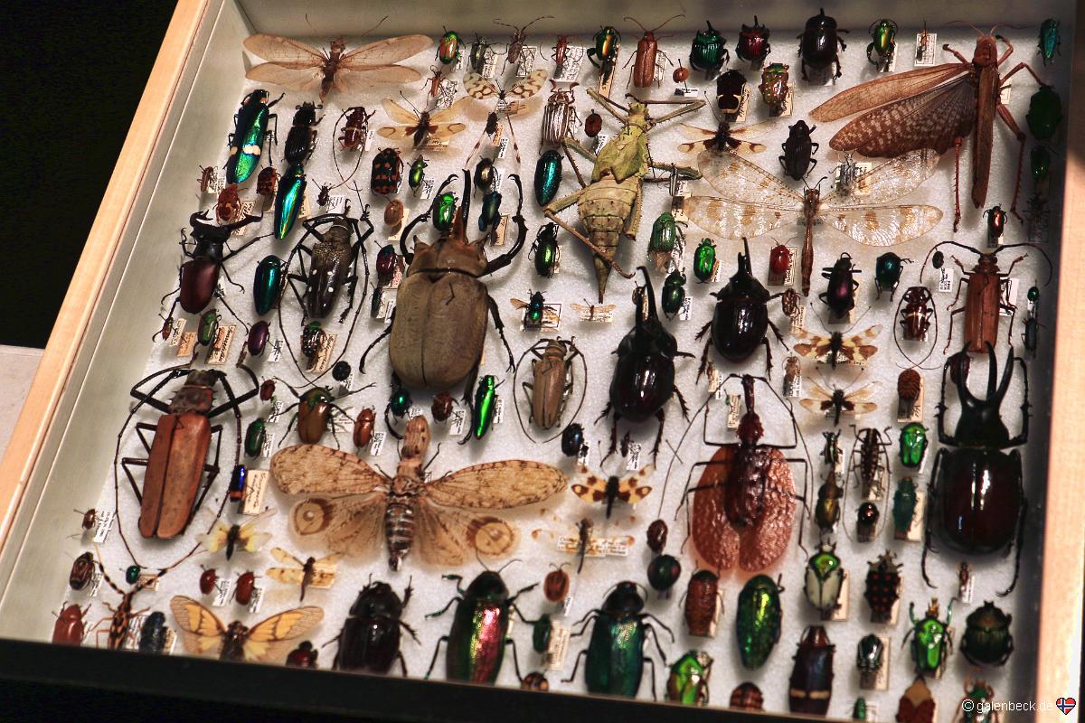 Florida Museum of Natural History