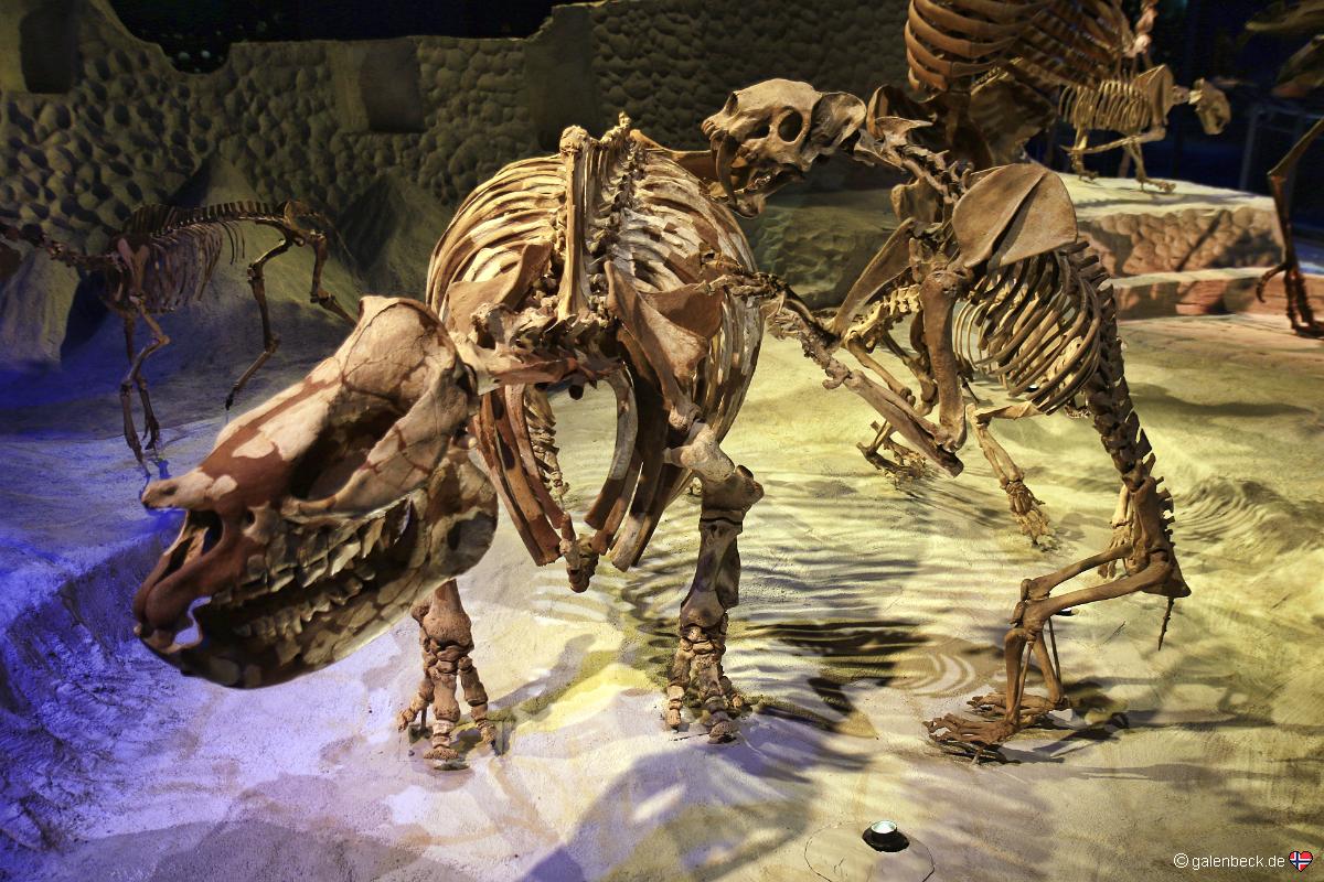 Florida Museum of Natural History