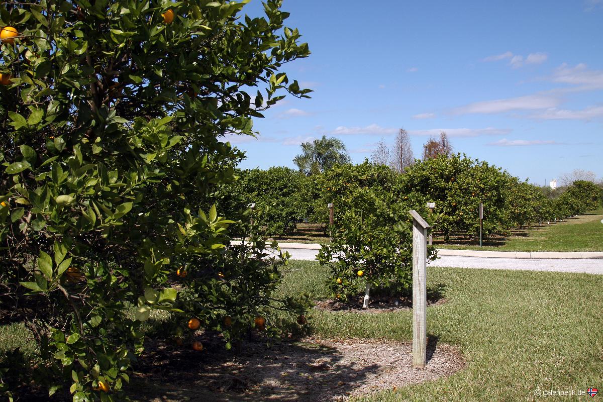 Florida's Natural