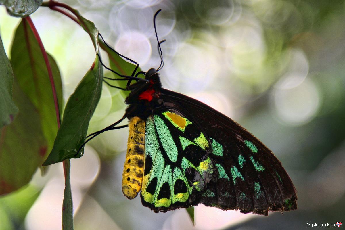 Butterfly World