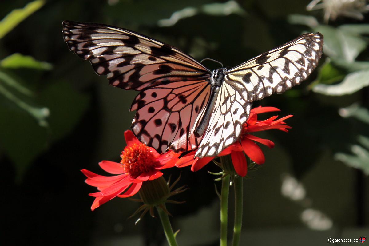 Butterfly World