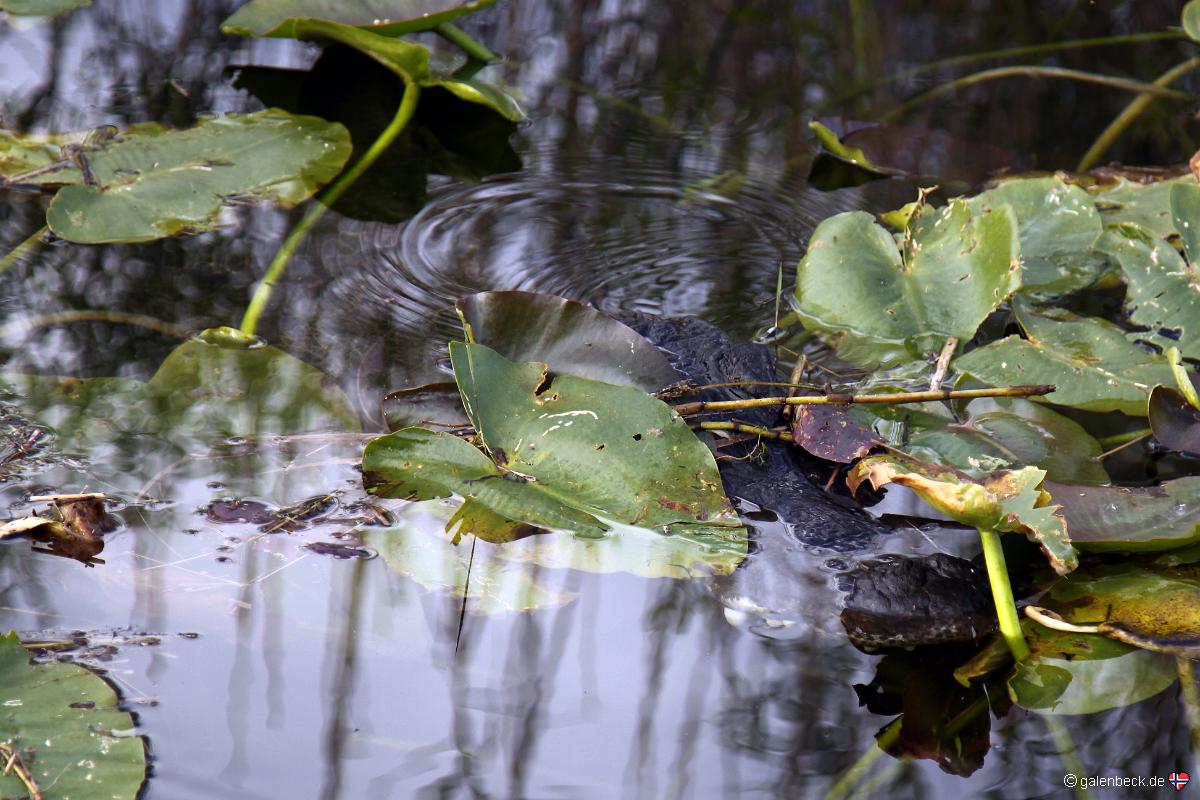 Anhinga Trail