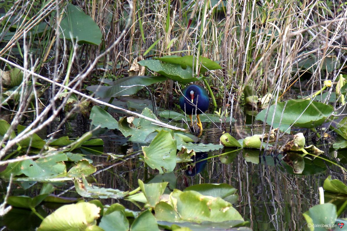 Anhinga Trail
