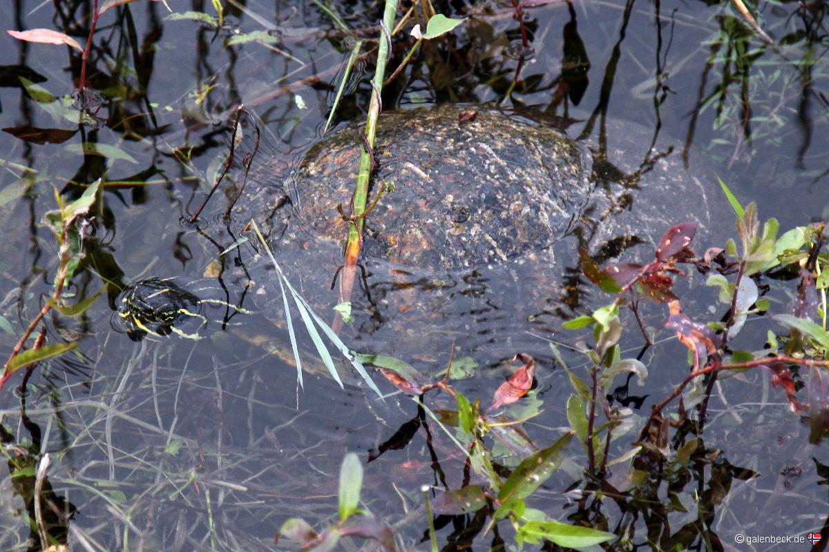 Anhinga Trail