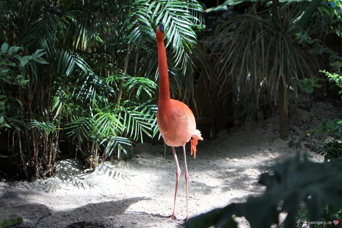 Key West Butterfly and Nature Conservatory