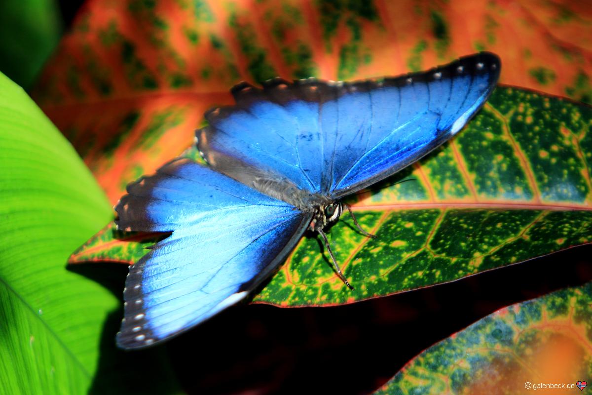Key West Butterfly and Nature Conservatory