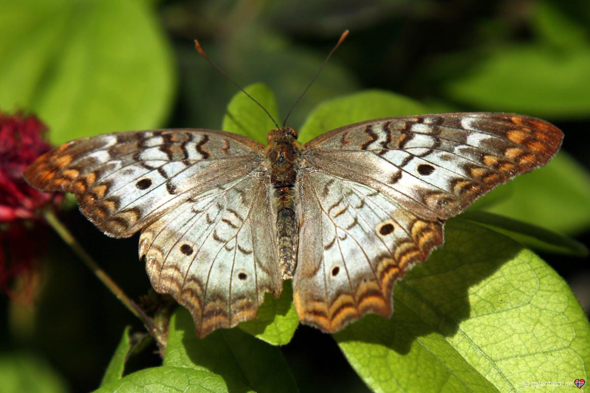 Key West Butterfly and Nature Conservatory