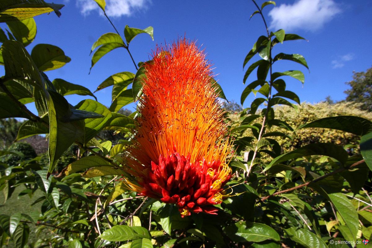 Fairchild Tropical Botanic Garden