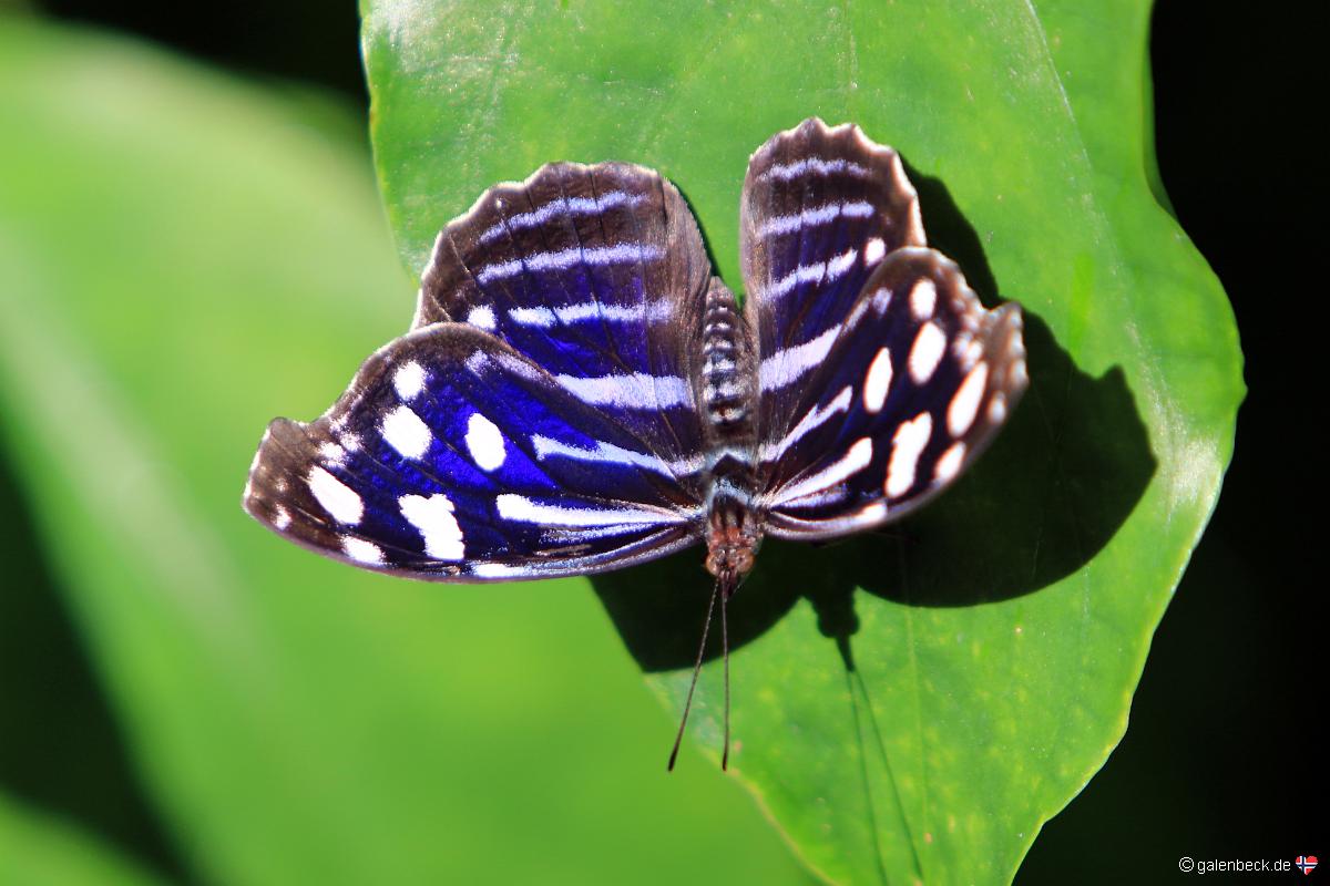 Fairchild Tropical Botanic Garden