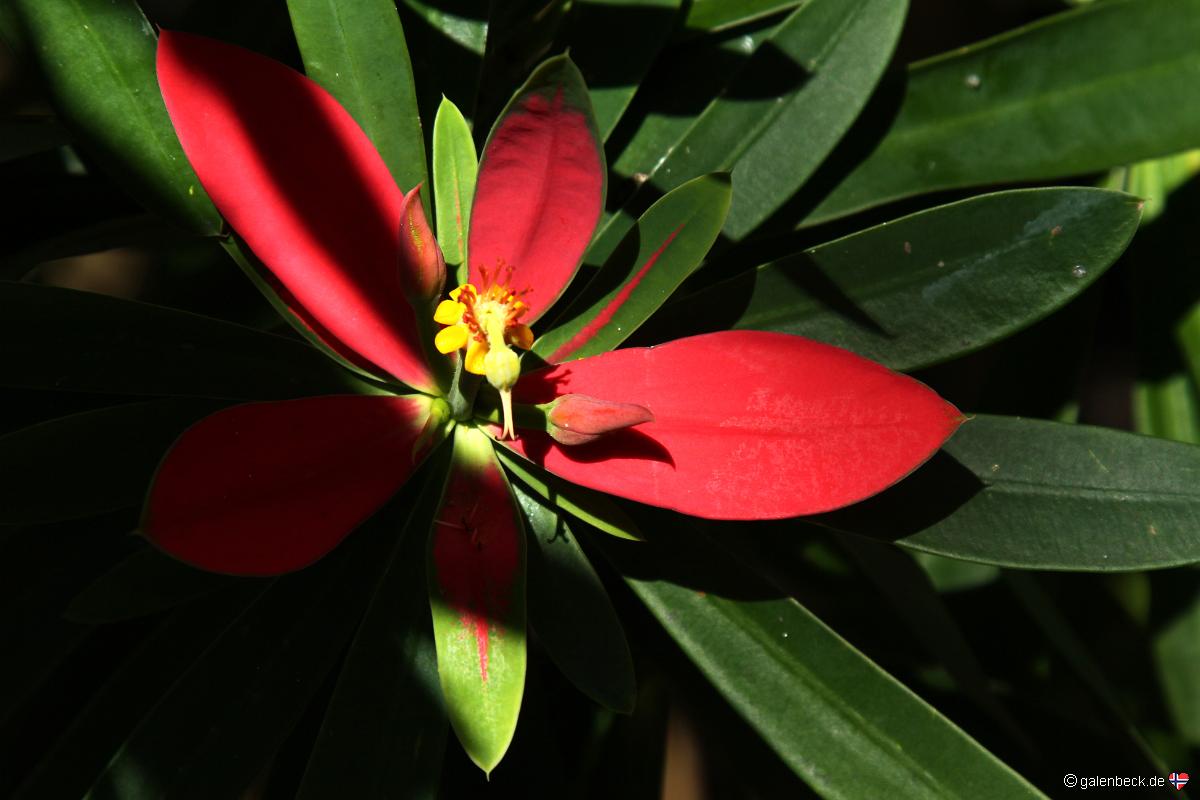 Fairchild Tropical Botanic Garden