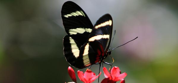 52