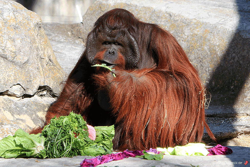 Tampa's Lowry Park Zoo
