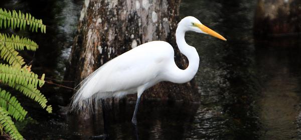 Big Cypress National Preserve Loop Road