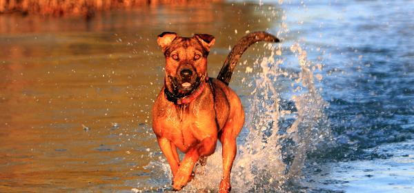 Bonita Beach Dog Park