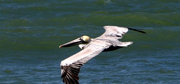 Captiva Island Blindpass Beach