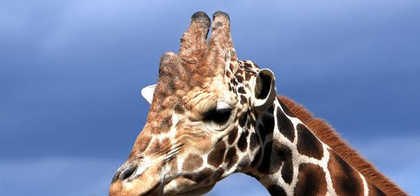 Tampa's Lowry Park Zoo