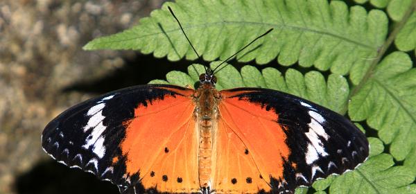 Butterfly Rainforest