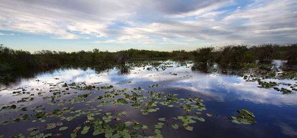 Everglades National Park Anhinga Trail