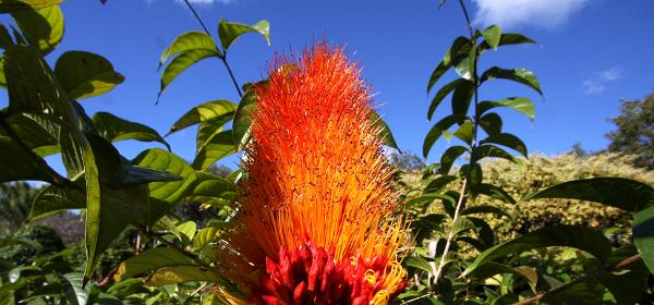Fairchild Tropical Botanic Garden