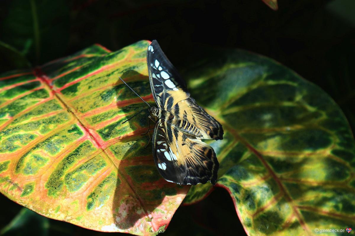 Butterfly and Nature Conservatory