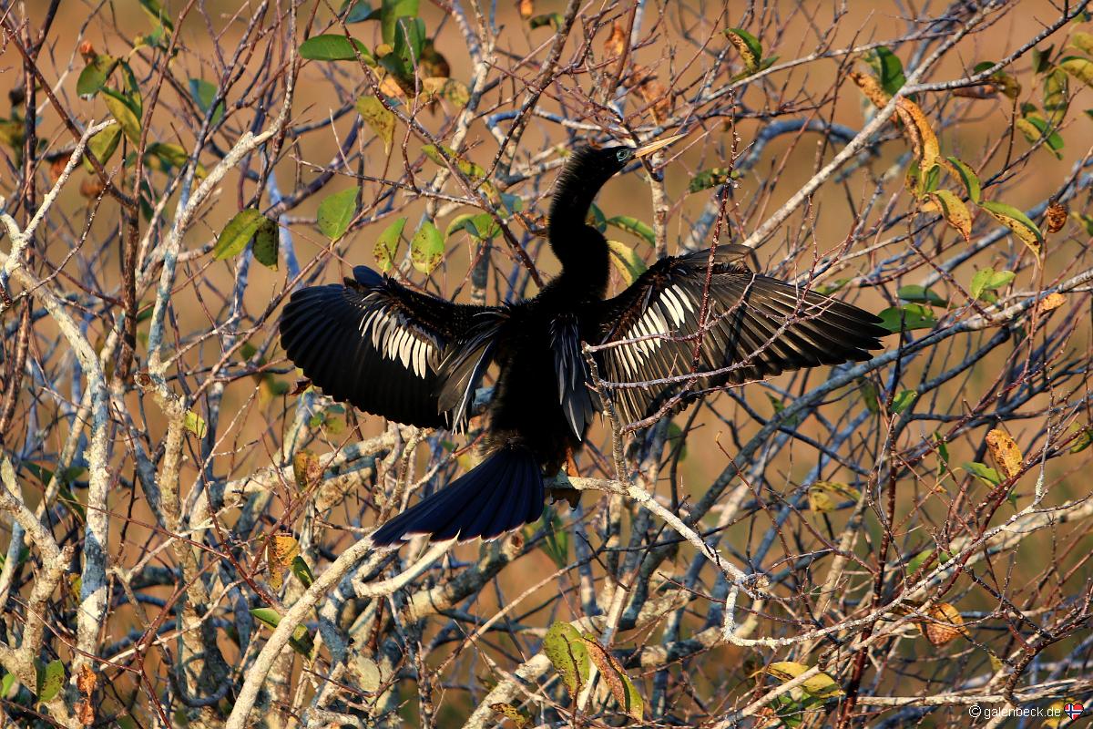 Anhinga Trail