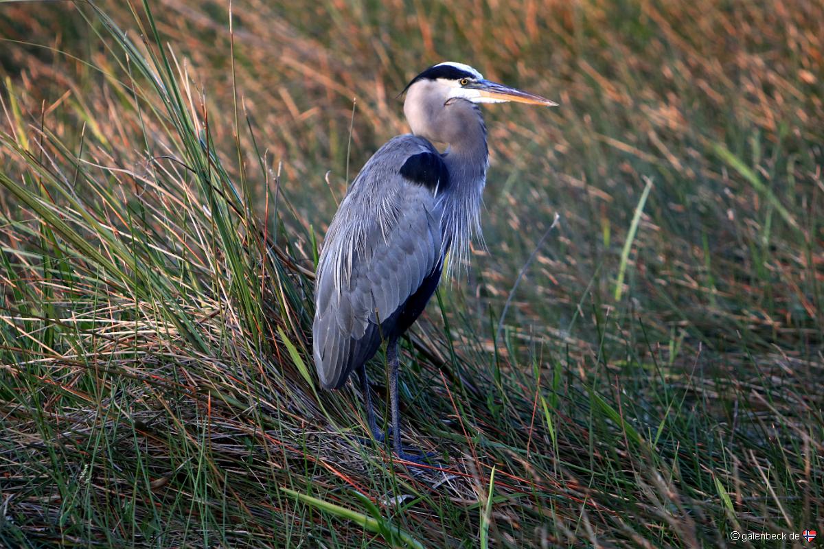 Anhinga Trail