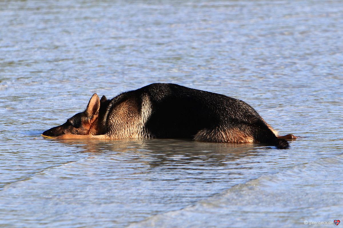 Lee County Dog Beach