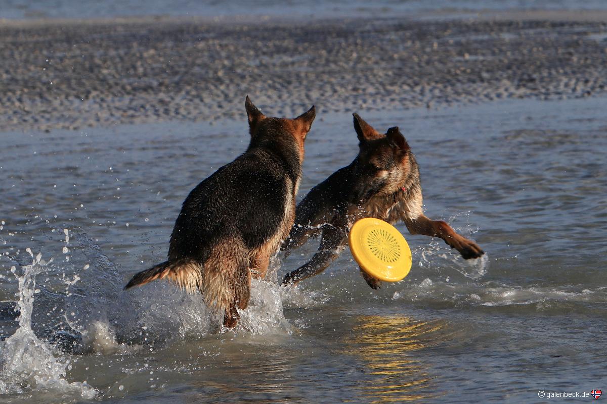 Lee County Dog Beach