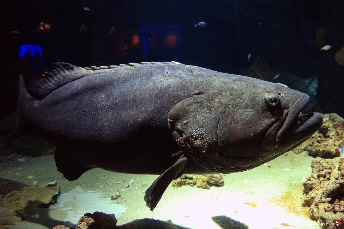 Florida Aquarium Tampa