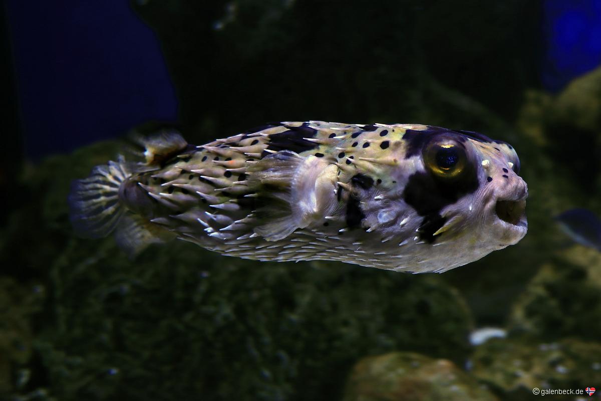 Florida Aquarium Tampa
