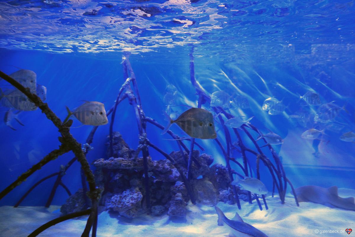Florida Aquarium Tampa
