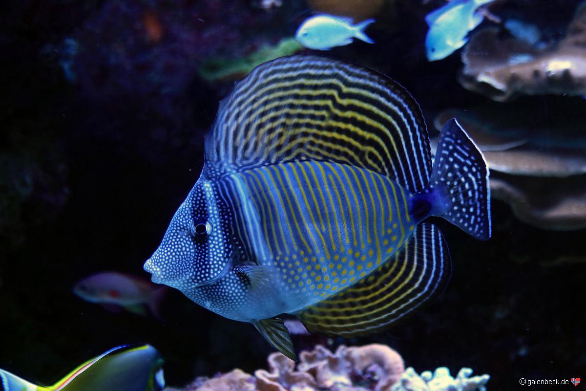 Florida Aquarium Tampa