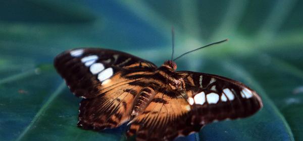 Butterfly and Nature Conservatory