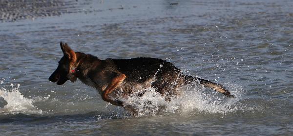 Lee County Dog Beach