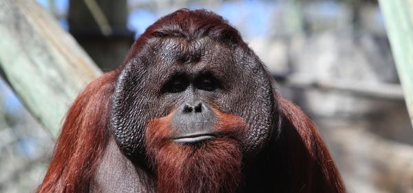 Tampas Lowry Park Zoo