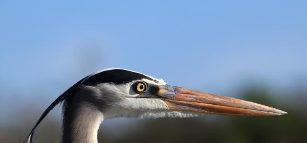 Anhinga Trail