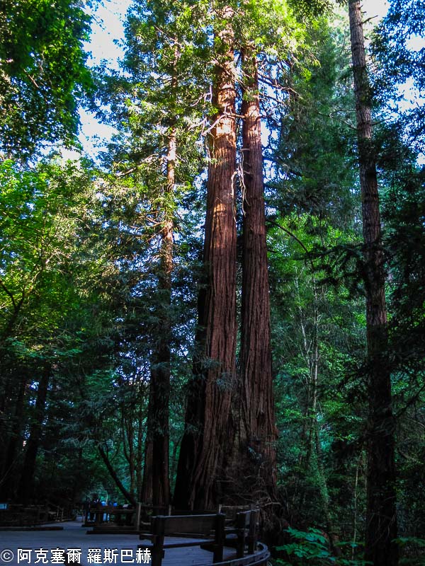 Muir Woods NM