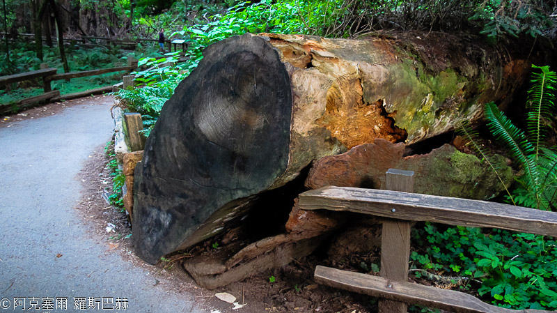 Muir Woods NM
