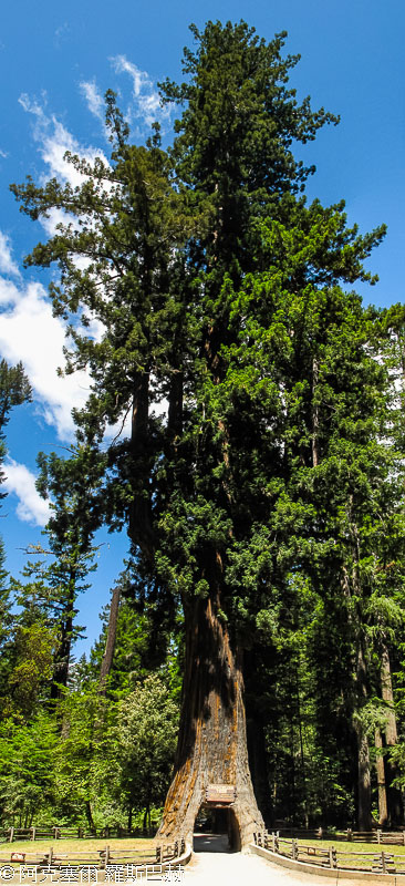 Chandelier Tree Underwood Park