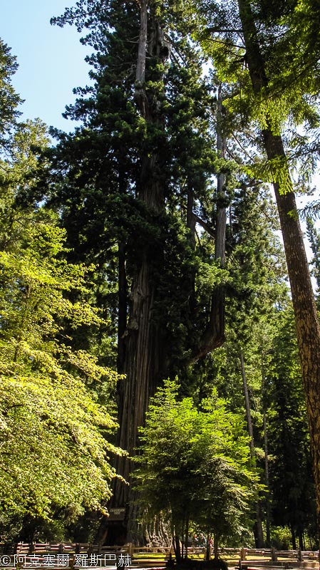 Chandelier Tree Underwood Park