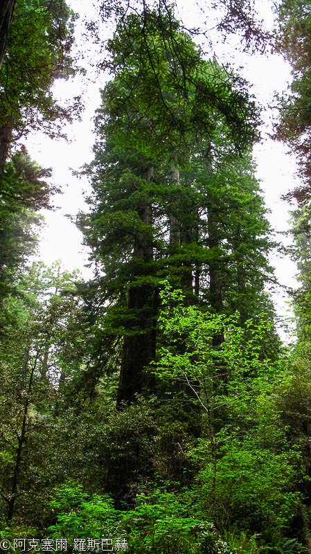 Redwood National and State Parks