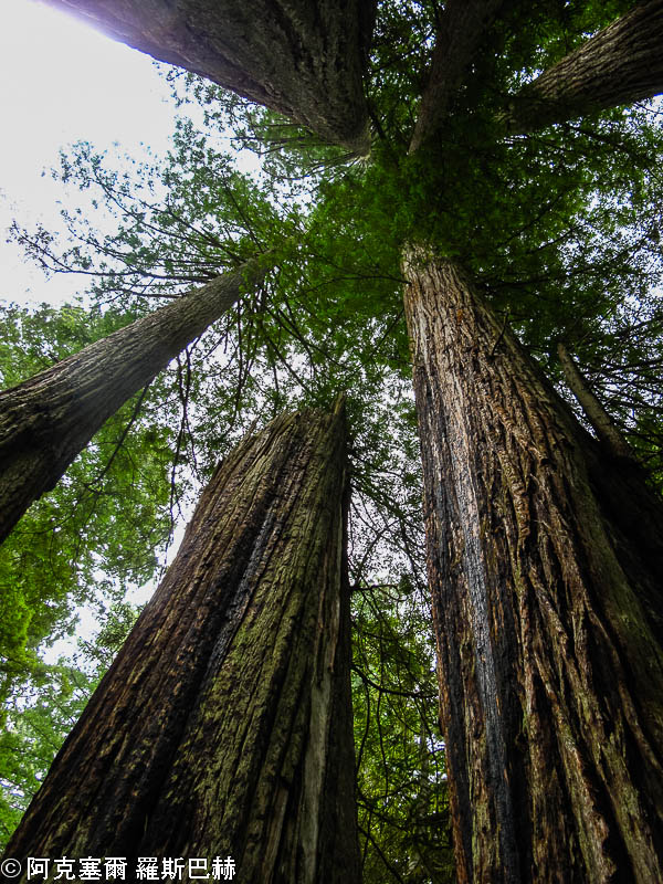 Redwood National and State Parks
