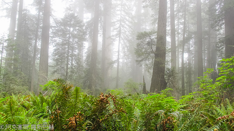 Redwood National and State Parks