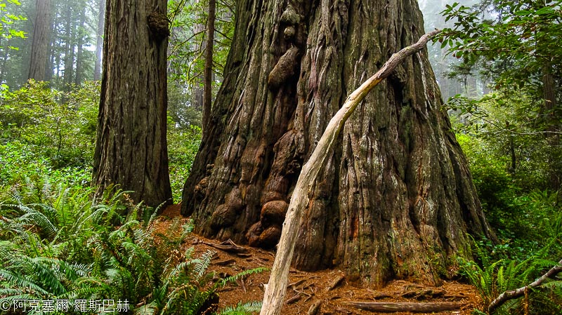 Redwood National and State Parks