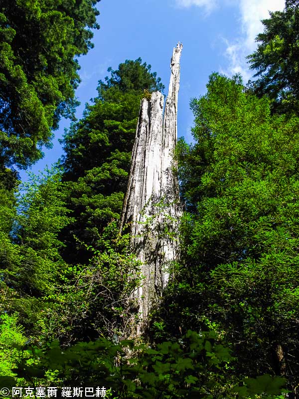 Redwood National and State Parks