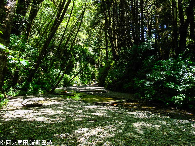 Fern Canyon